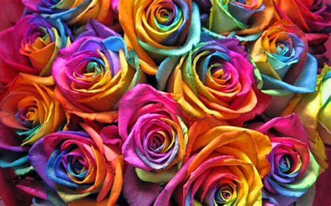 Rose rainbow