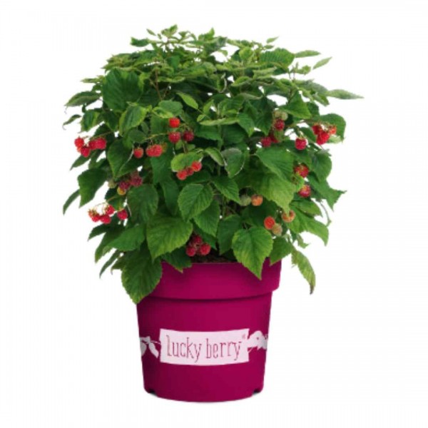 Rubus idaeus 'Lucky Berry'® CAC C 4,6