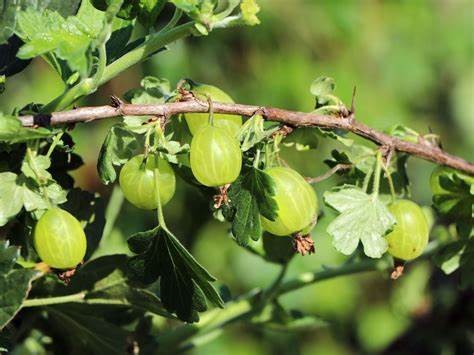 Ribes uva-crispa 'Mucurines' CAC C5