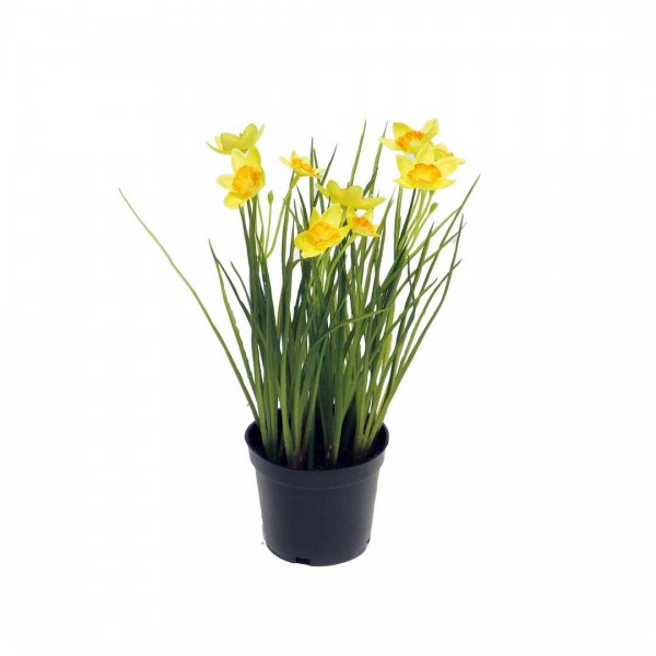 Narcissus Nadine in pot 24cm oran