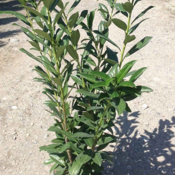 Prunus L. green torch C15 Busch