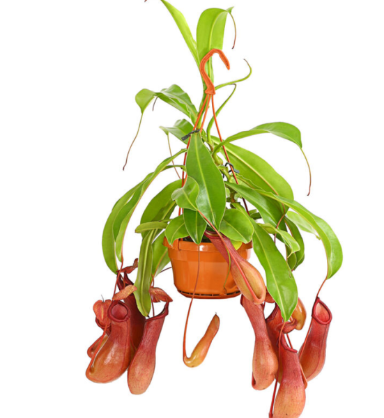 Nepenthes T8,5