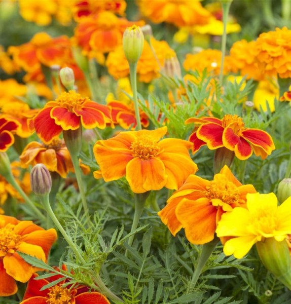 Tagetes T9