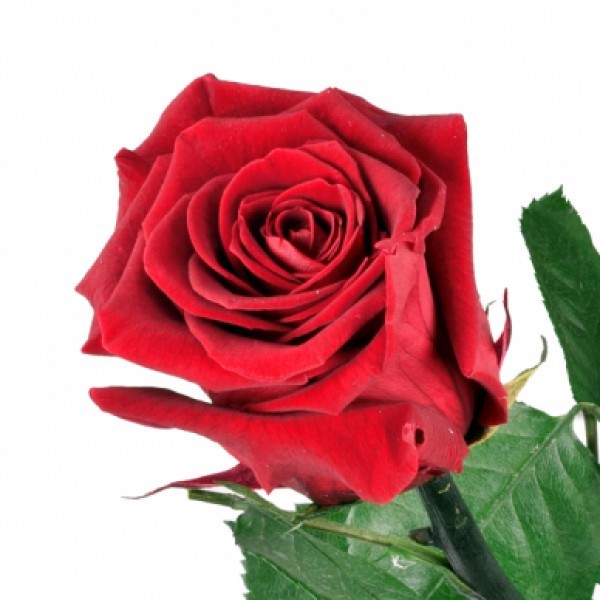 Rose rot einzeln 60cm