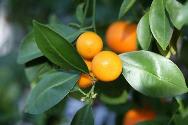 Citrus fortunella japonica LV12