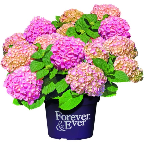 Hydrangea 'Forever & Ever' ® C 5