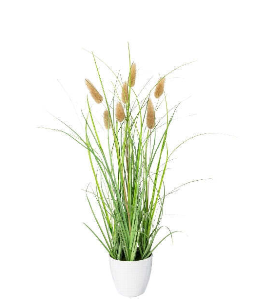 Lagurus grass in pot cream 91cm