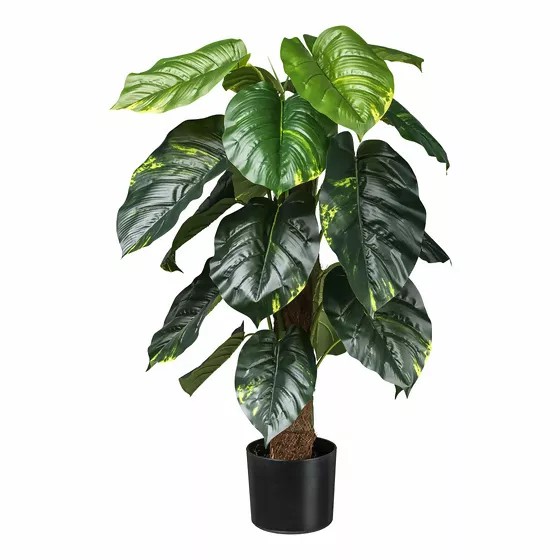 Philodendron T14