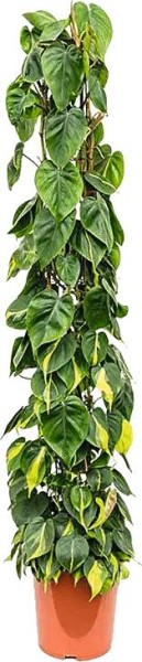 Philodendron scand. Brasil Mossstab T15
