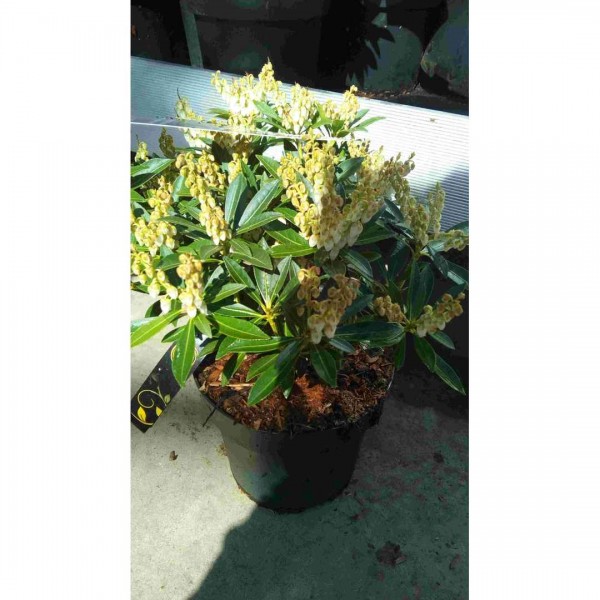Pieris japonica in Sorten C 2,3