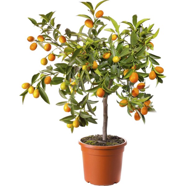 Citrus Sinensis (Arancio) LV 12 60/80