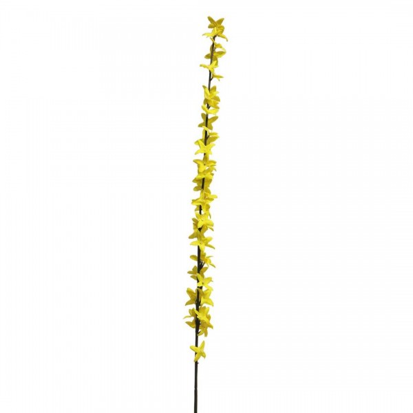 Forsythia Hybride yellow 88cm