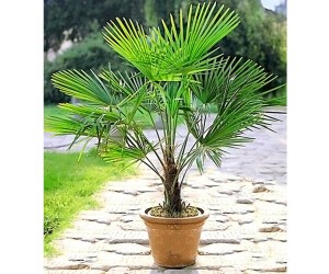 Trachycarpus fortunei C35 T30-40cm