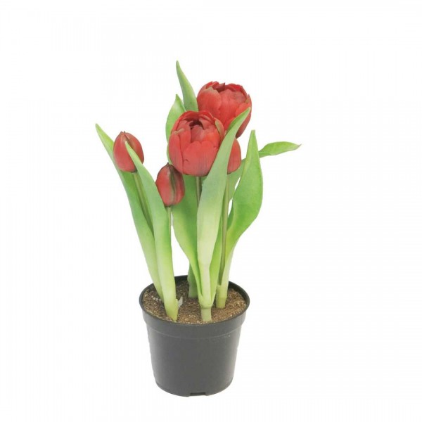 Double Tulip Sally w/pot red 24cm