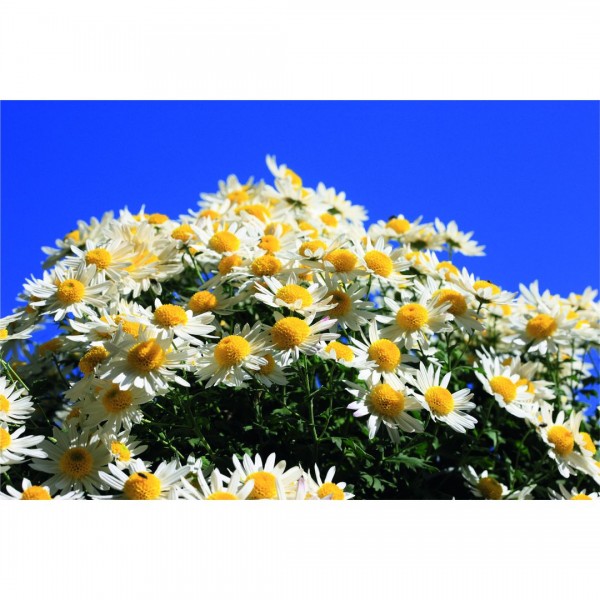 Argyranthemum Stamm weiß T14